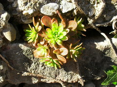 Sedum cepaea