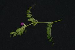 Vicia sativa