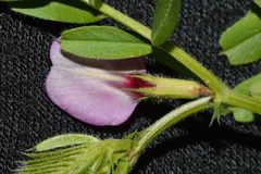 Vicia sativa