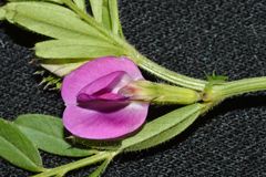 Vicia sativa