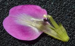 Vicia sativa