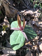Trillium cuneatum