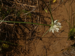 Cyperus niveus leucocephalus