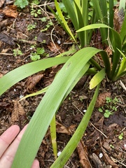 Iris foetidissima