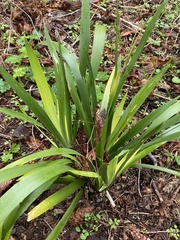 Iris foetidissima
