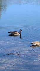 Branta canadensis