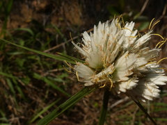 Cyperus niveus leucocephalus