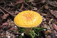 Amanita flavella
