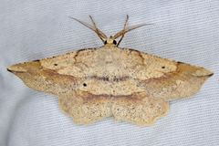 Euchlaena deplanaria