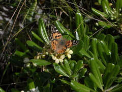 Vanessa cardui