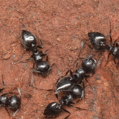 Crematogaster coarctata