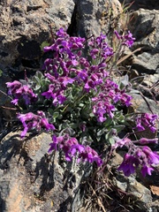 Boechera breweri breweri