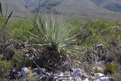 Dasylirion cedrosanum