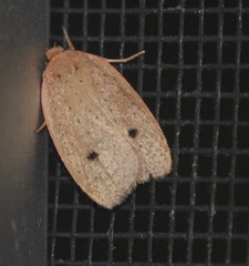 Euprionocera geminipuncta