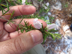 Conradina grandiflora image