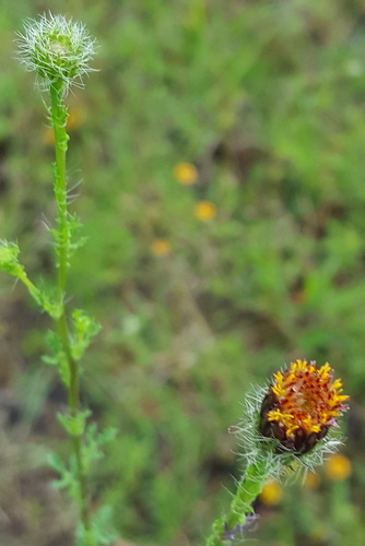 Adenophyllum cancellatum