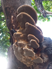 Hymenochaetaceae