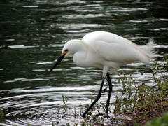 Egretta thula image