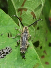 Apomecynini
