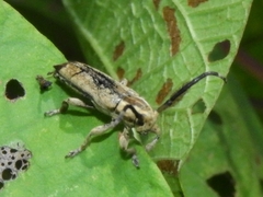 Apomecynini