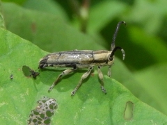 Apomecynini