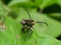 Apomecynini