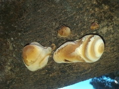 Fungi
