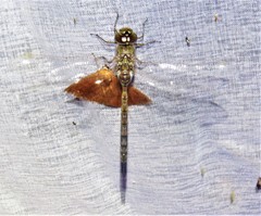 Rhionaeschna jalapensis
