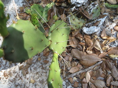 Opuntia austrina