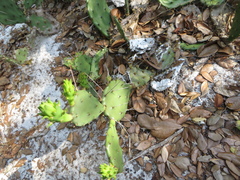 Opuntia austrina