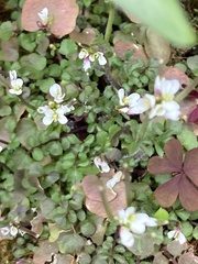 Cardamine hirsuta