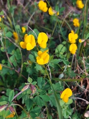 Lotus longisiliquosus