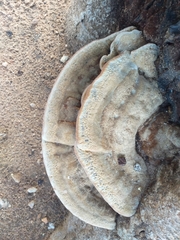 Fungi
