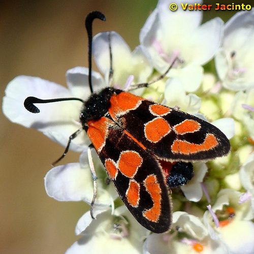 Chalk Burnet, photo 2 of 10
