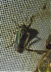 Chlorogonalia