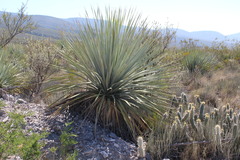 Dasylirion cedrosanum