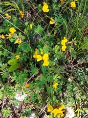 Lotus longisiliquosus