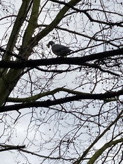 Columba palumbus