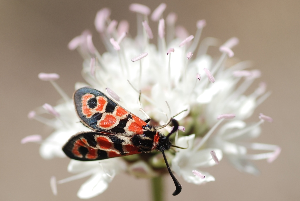 Chalk Burnet