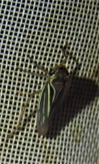Chlorogonalia