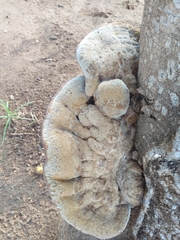 Fungi