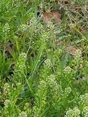 Lepidium virginicum image