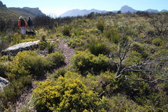 Aspalathus ericifolia ericifolia
