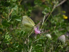 Gonepteryx farinosa