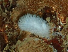 Onchidoris evincta