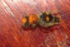 Pseudomethoca expansa