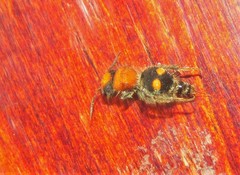 Pseudomethoca expansa