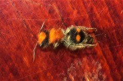 Pseudomethoca expansa