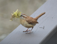 Carolina Wren photo 3