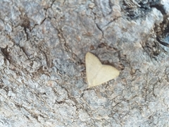 Lepidoptera